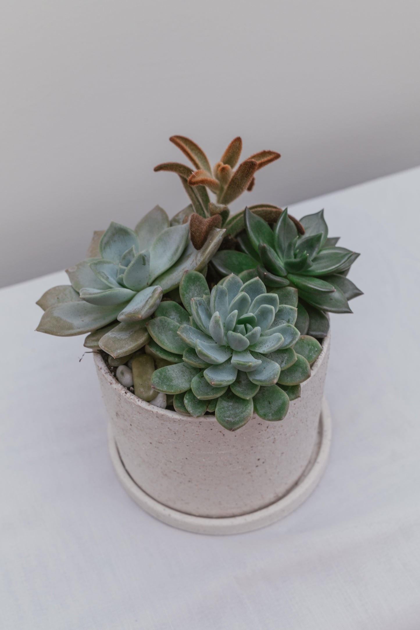 Succulent Arrangements in Ceramic Pot