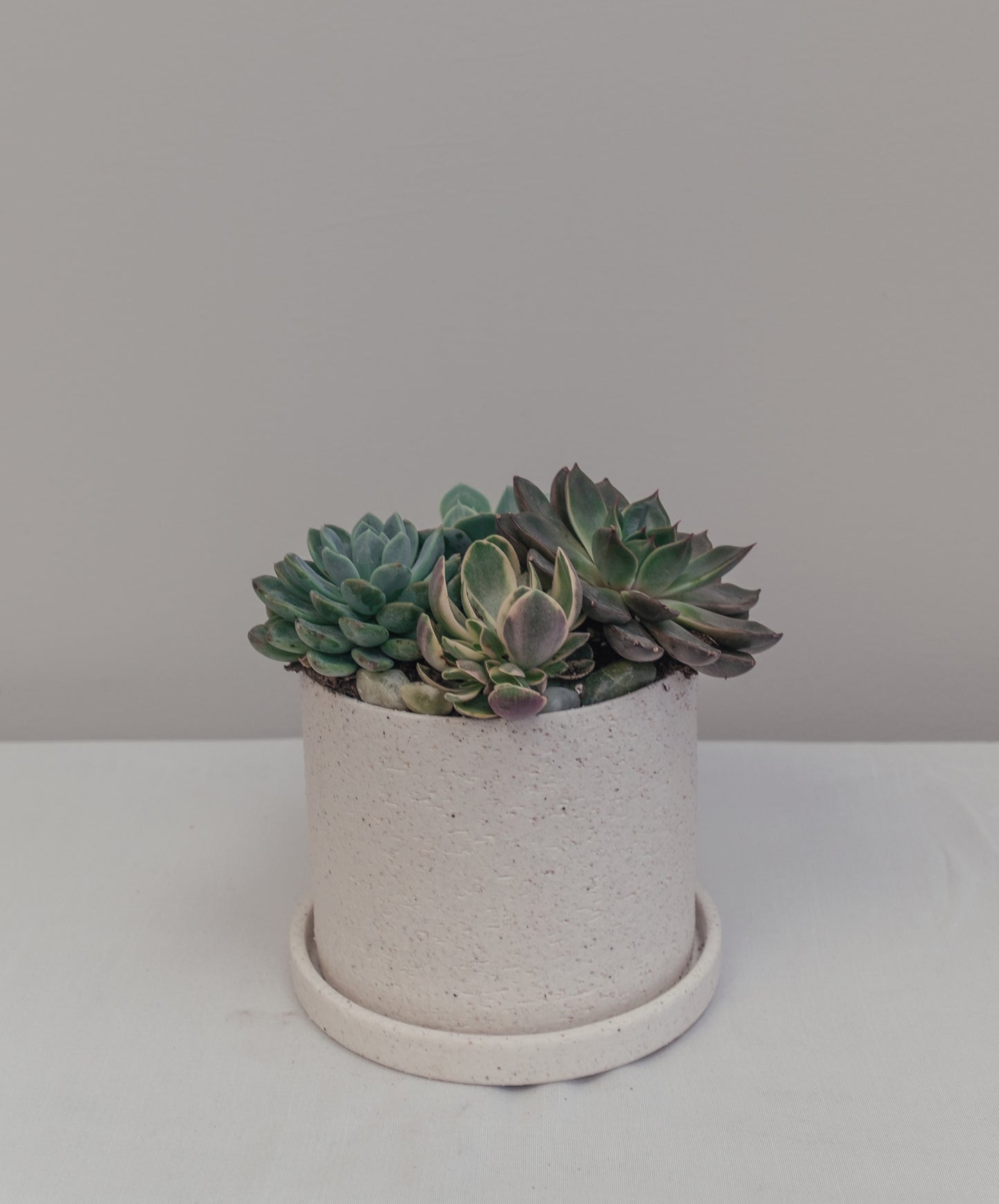 Succulent Arrangements in Ceramic Pot