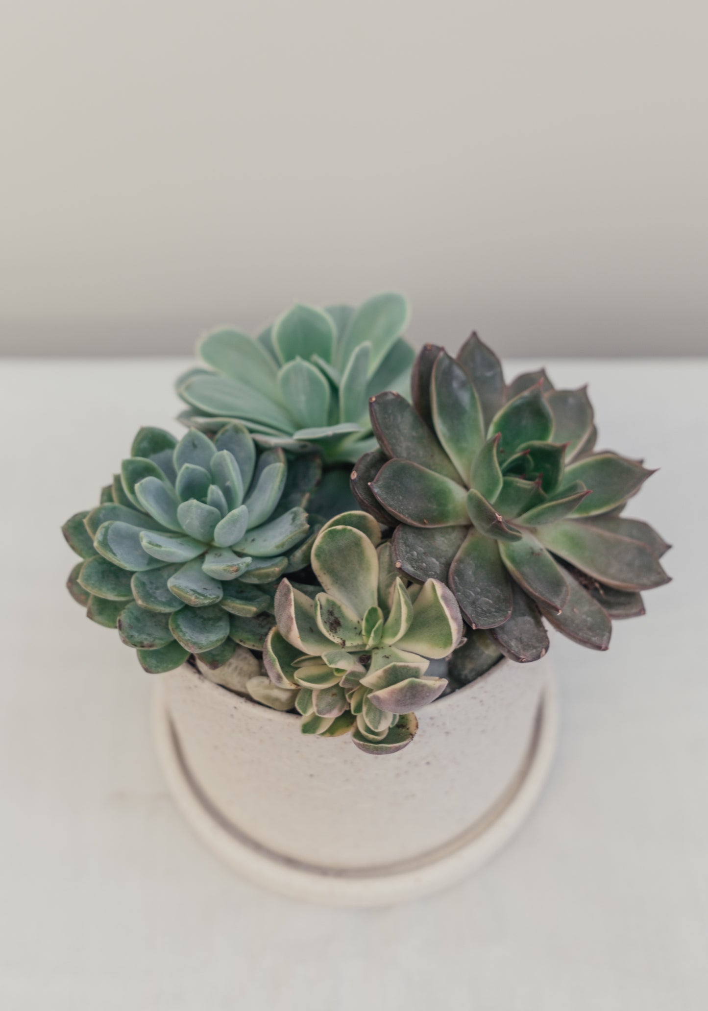 Succulent Arrangements in Ceramic Pot