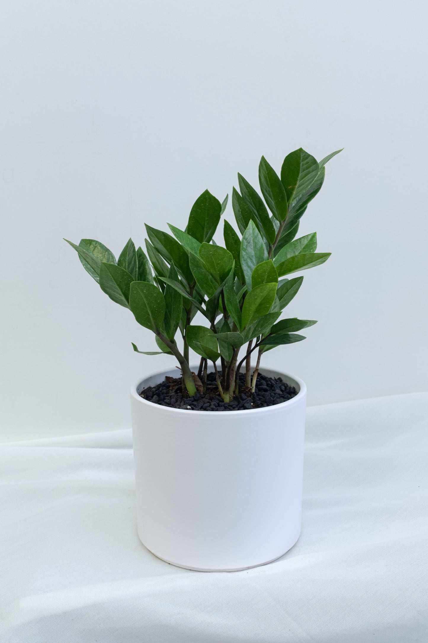 ZZ Plant