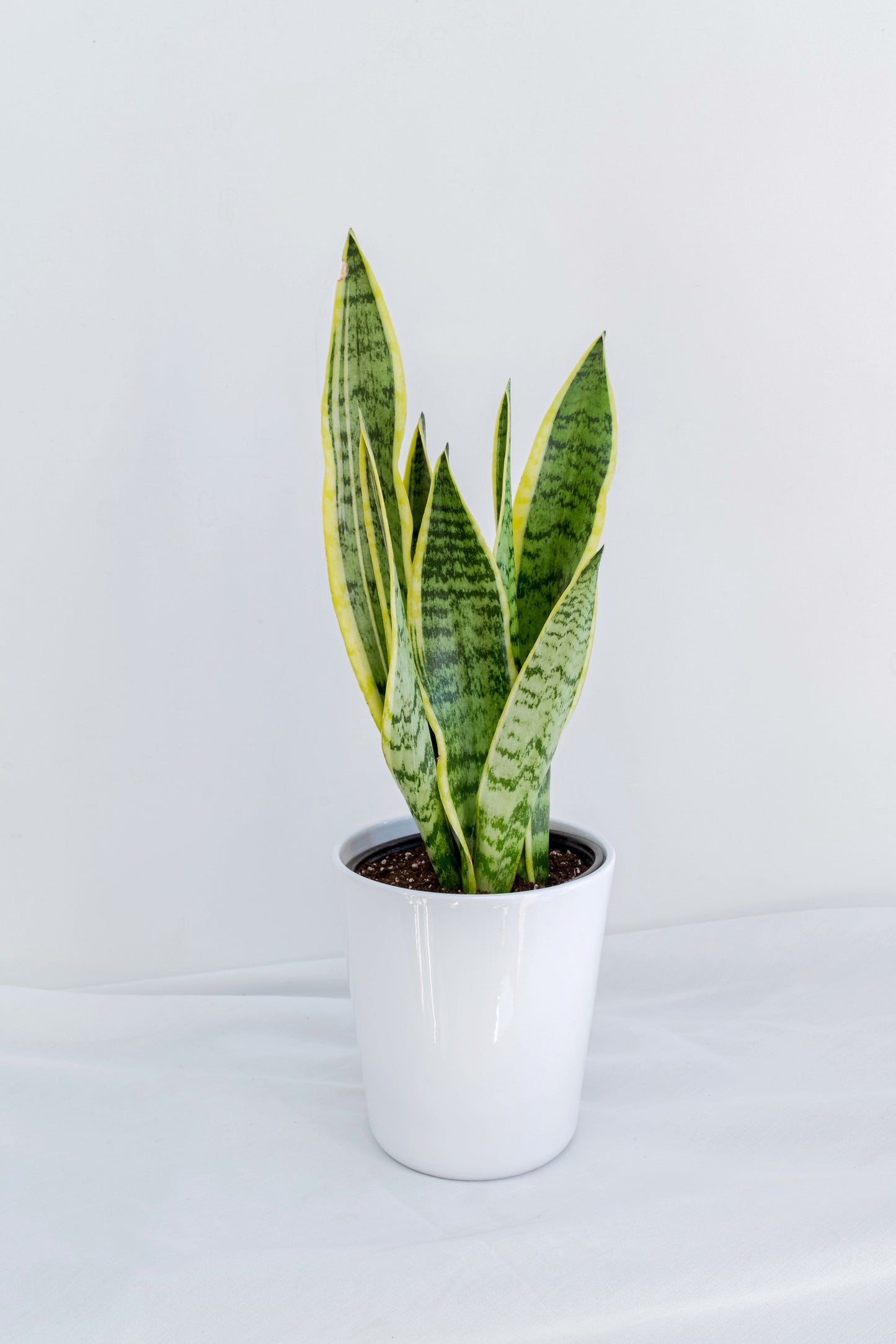Sansevieria