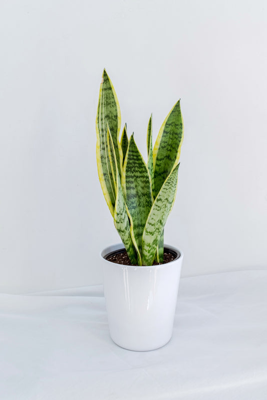 Sansevieria