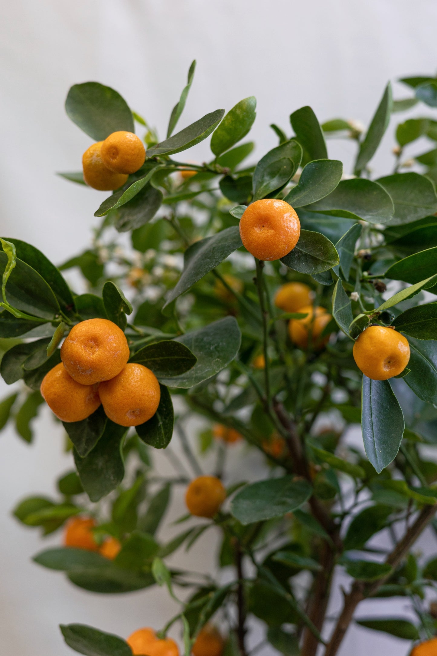 Calamondin tree