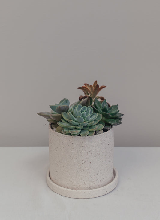 Succulent Arrangements in Ceramic Pot
